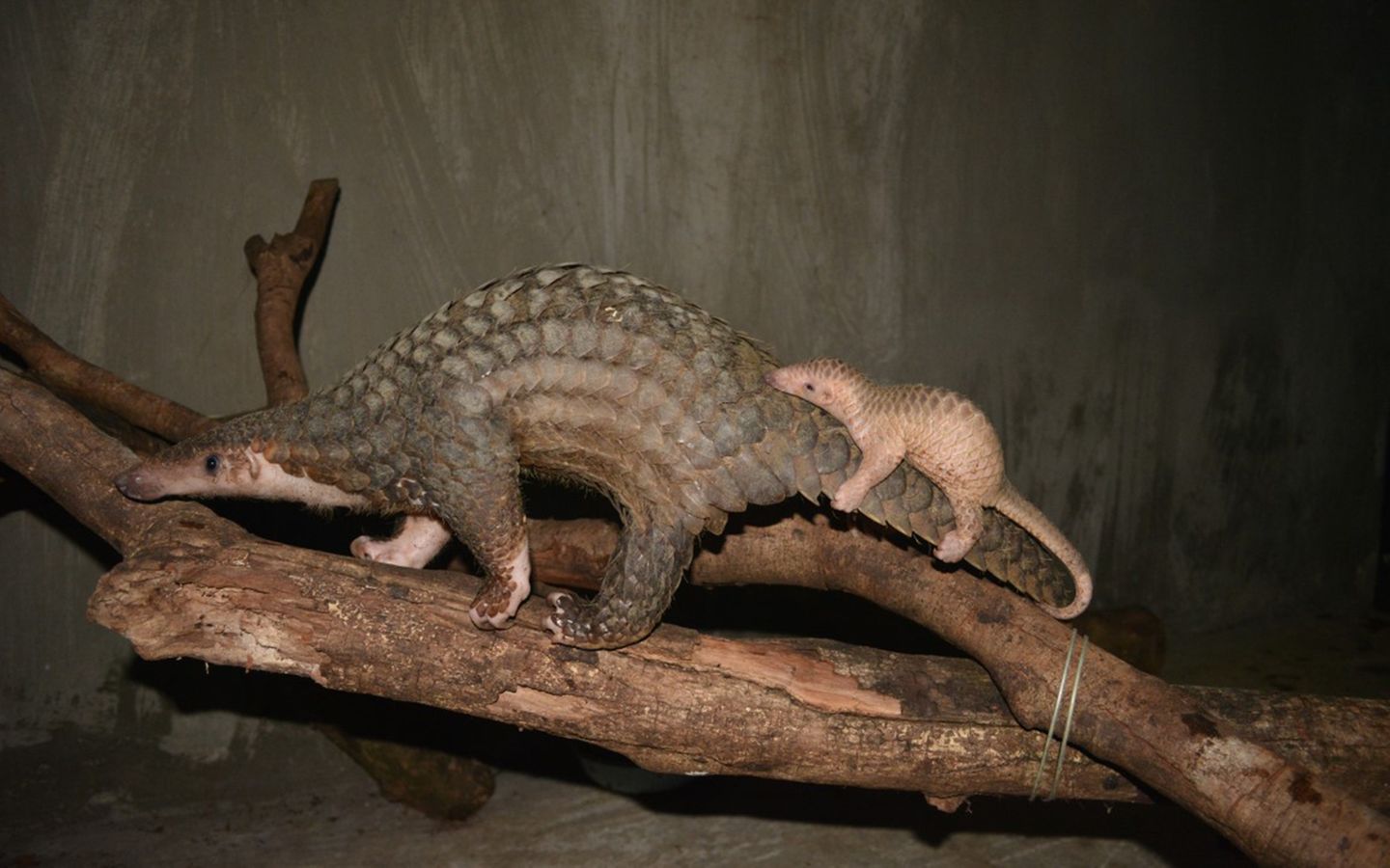 Bedrohte Tierarten: Harte Kerle: Schuppentiere - Bild 4