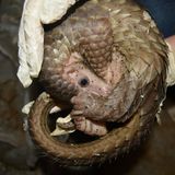 Bedrohte Tierarten: Harte Kerle: Schuppentiere - Bild 5