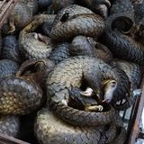 Bedrohte Tierarten: Harte Kerle: Schuppentiere - Bild 6