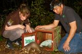 Bedrohte Tierarten: Harte Kerle: Schuppentiere - Bild 8