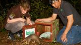 Bedrohte Tierarten: Harte Kerle: Schuppentiere - Bild 8