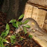 Bedrohte Tierarten: Harte Kerle: Schuppentiere - Bild 2