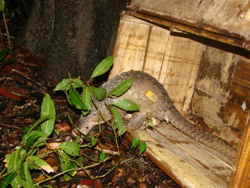 Bedrohte Tierarten: Harte Kerle: Schuppentiere - Bild 2