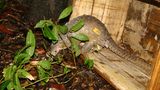 Bedrohte Tierarten: Harte Kerle: Schuppentiere - Bild 2