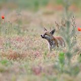 Oberlausitzer Heide- und Teichlandschaft