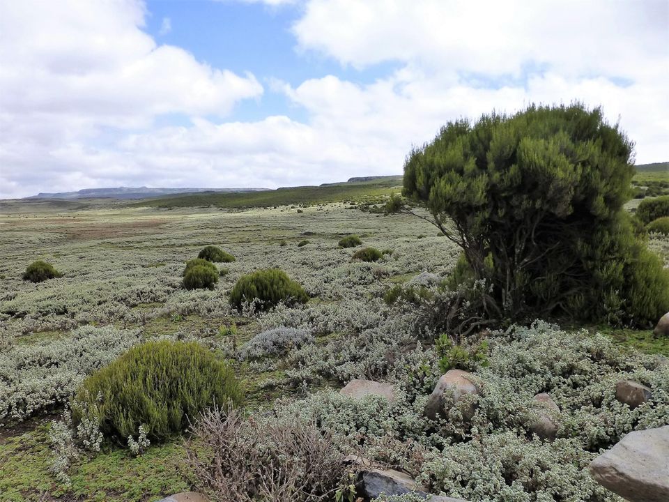 Vegetation Sanetti-Plateau