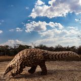 Natural World & Wildlife, 2020 Sony World Photography Awards