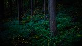 Natural World & Wildlife, 2020 Sony World Photography Awards
