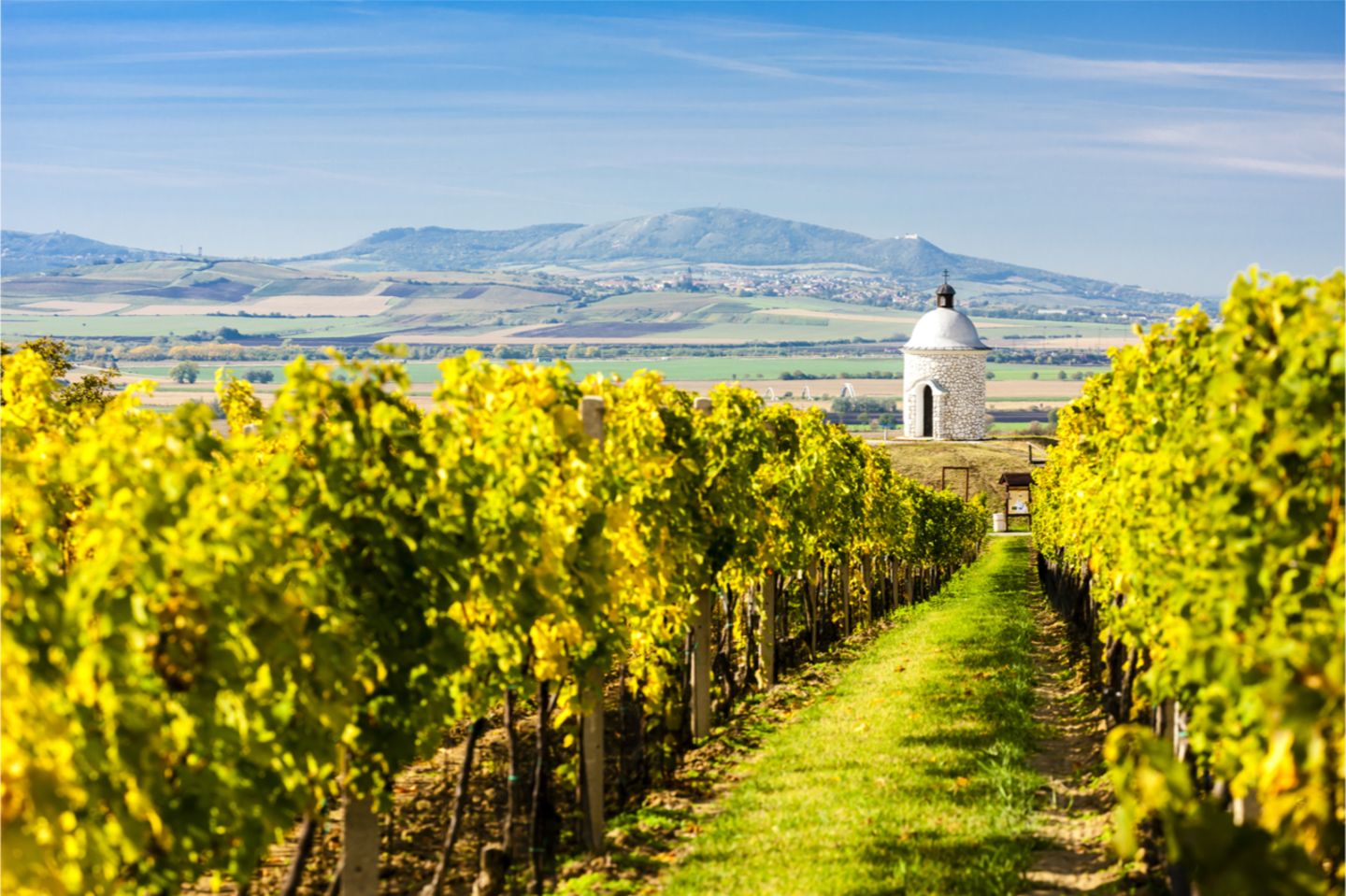 Pálava aus Sicht eines Vineyards in der Nähe von Velke Bilovice