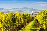 Pálava aus Sicht eines Vineyards in der Nähe von Velke Bilovice