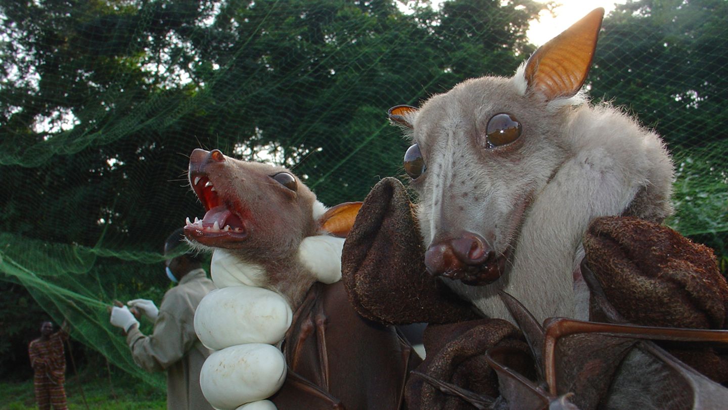 Zoonosen Angriff Aus Dem Tierreich Geo