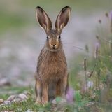 GEO LESERFOTO: Die besten Leserfotos: Juni 2020 - Bild 11