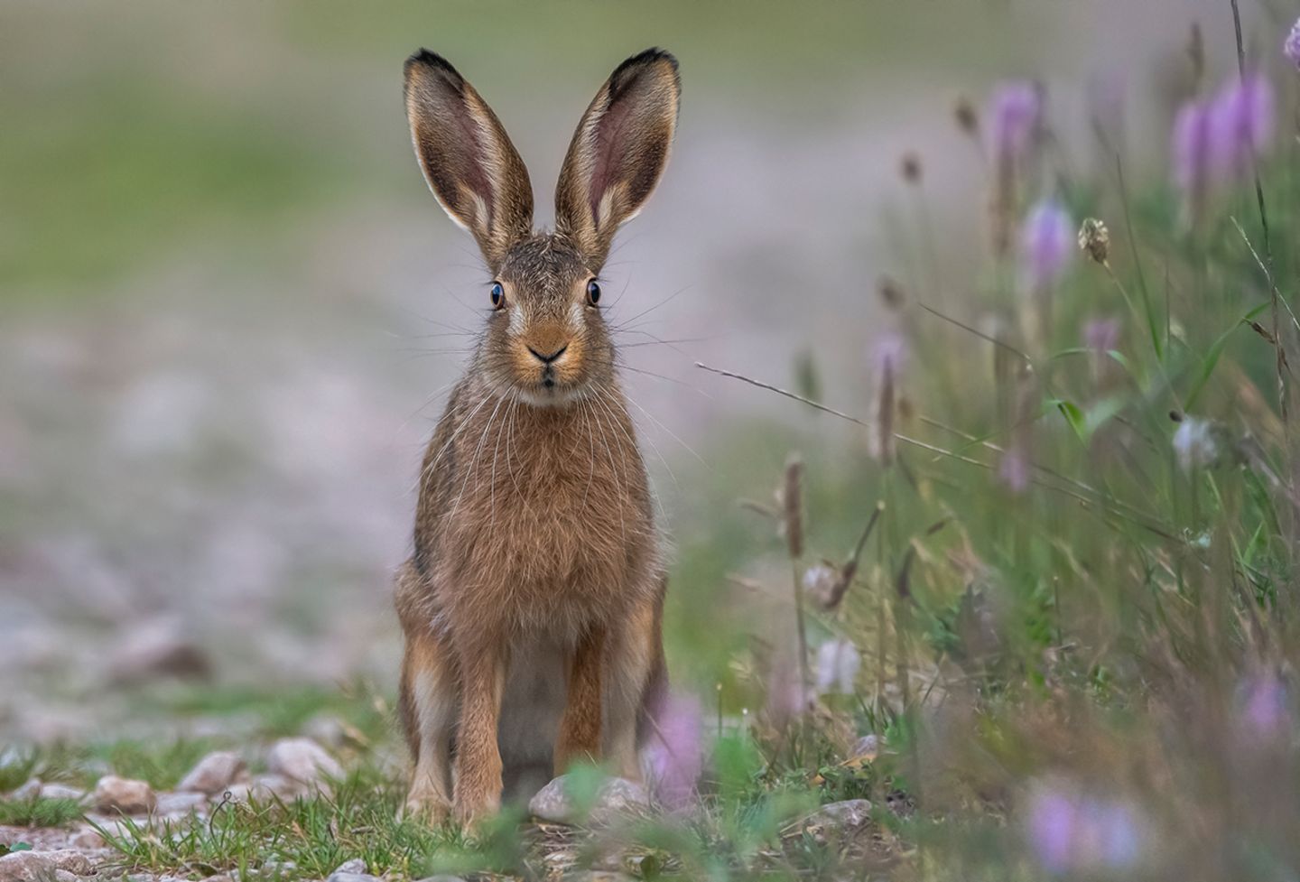 GEO LESERFOTO: Die besten Leserfotos: Juni 2020 - Bild 11