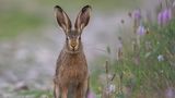 GEO LESERFOTO: Die besten Leserfotos: Juni 2020 - Bild 11