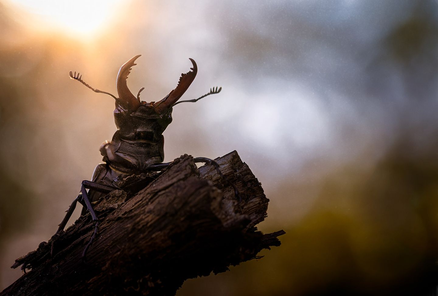 GEO LESERFOTO: Die besten Leserfotos: Juni 2020 - Bild 10