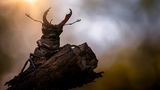 GEO LESERFOTO: Die besten Leserfotos: Juni 2020 - Bild 10