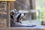GEO LESERFOTO: Die besten Leserfotos: Juni 2020 - Bild 9