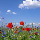 GEO LESERFOTO: Die besten Leserfotos: Juni 2020 - Bild 2