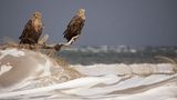 Neue Wildnis