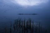 Neue Wildnis