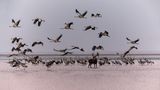 Neue Wildnis