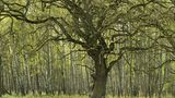 Neue Wildnis