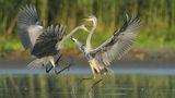 Neue Wildnis