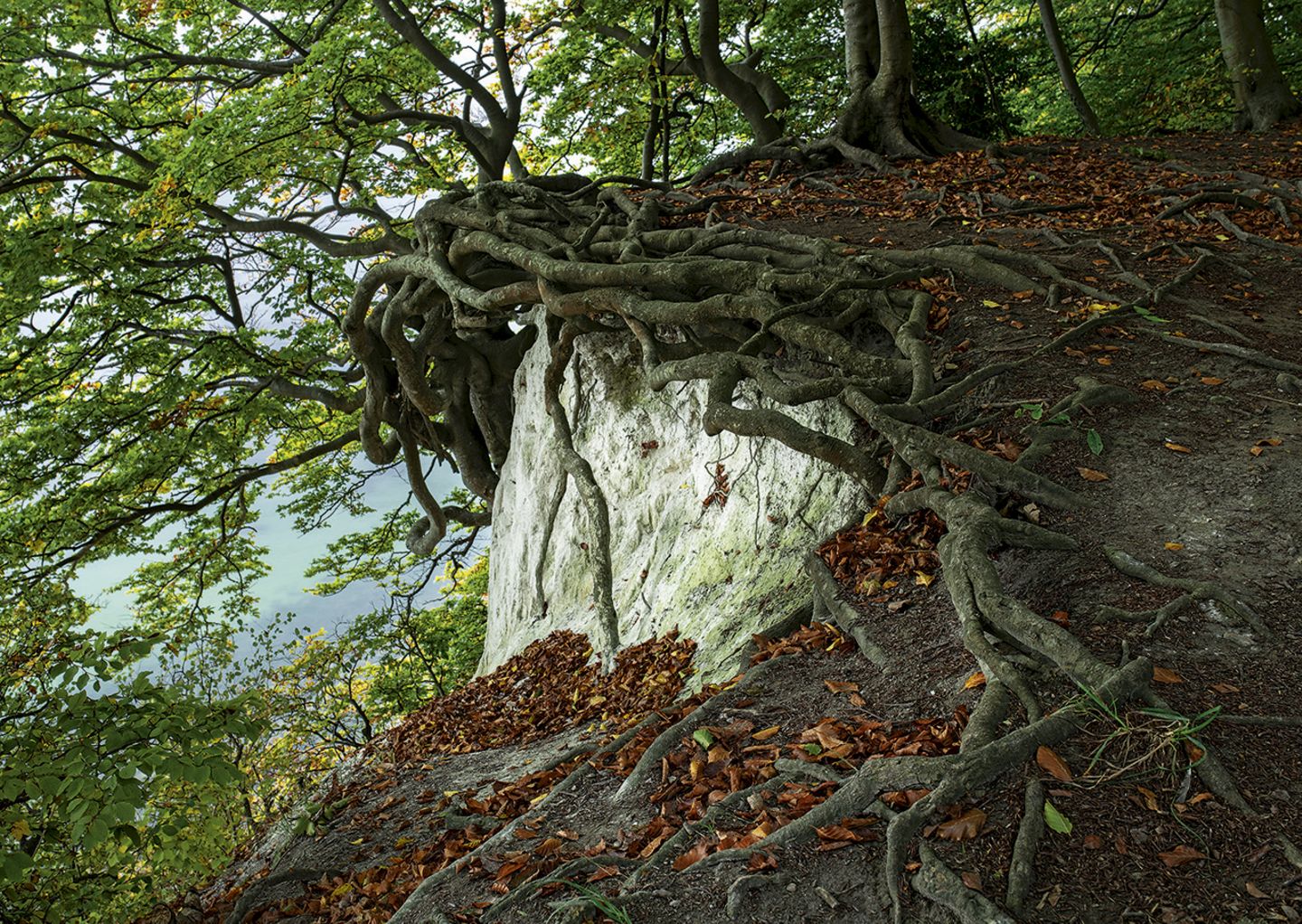 Neue Wildnis