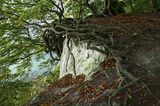 Neue Wildnis