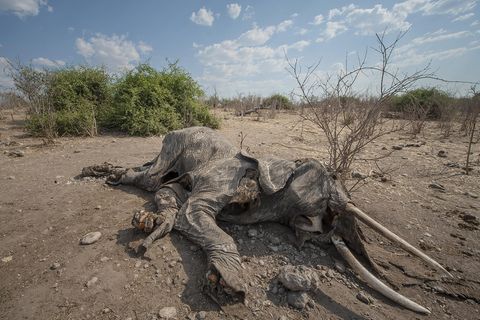 Mysteriöses Massensterben: In den vergangenen drei Jahrzenten ist die Zahl der Elefanten in Botswana von 50.000 auf mehr als 130.000 Tiere angestiegen, so hob das Land im vergangenen Jahr sogar das Jagdverbot auf. Das unerklärliche Massensterben stellt die Naturschützer vor Rätsel, dürfen die Tiere doch wie dieser Elefant im Chobe Nationalpark ihre Stoßzähne behalten - was Wilderei quasi ausschließt (Symbolbild)