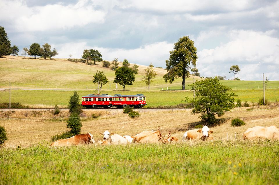 Reisetipps: Im Schwarzatal bietet sich ein pittoreskes Bild: Kühe entspannen vor einer malerischen Kulisse, im Hintergrund gleitet die historische Eisenbahn dahin