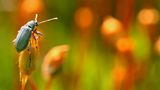 GEO LESERFOTO: Die besten Leserfotos: Juli 2020 - Bild 15