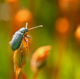 GEO LESERFOTO: Die besten Leserfotos: Juli 2020 - Bild 15