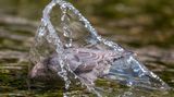 Grauwasseramsel