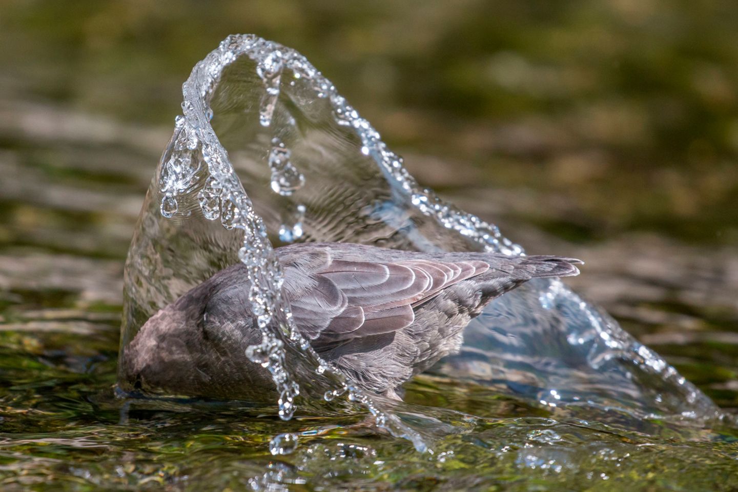 Grauwasseramsel