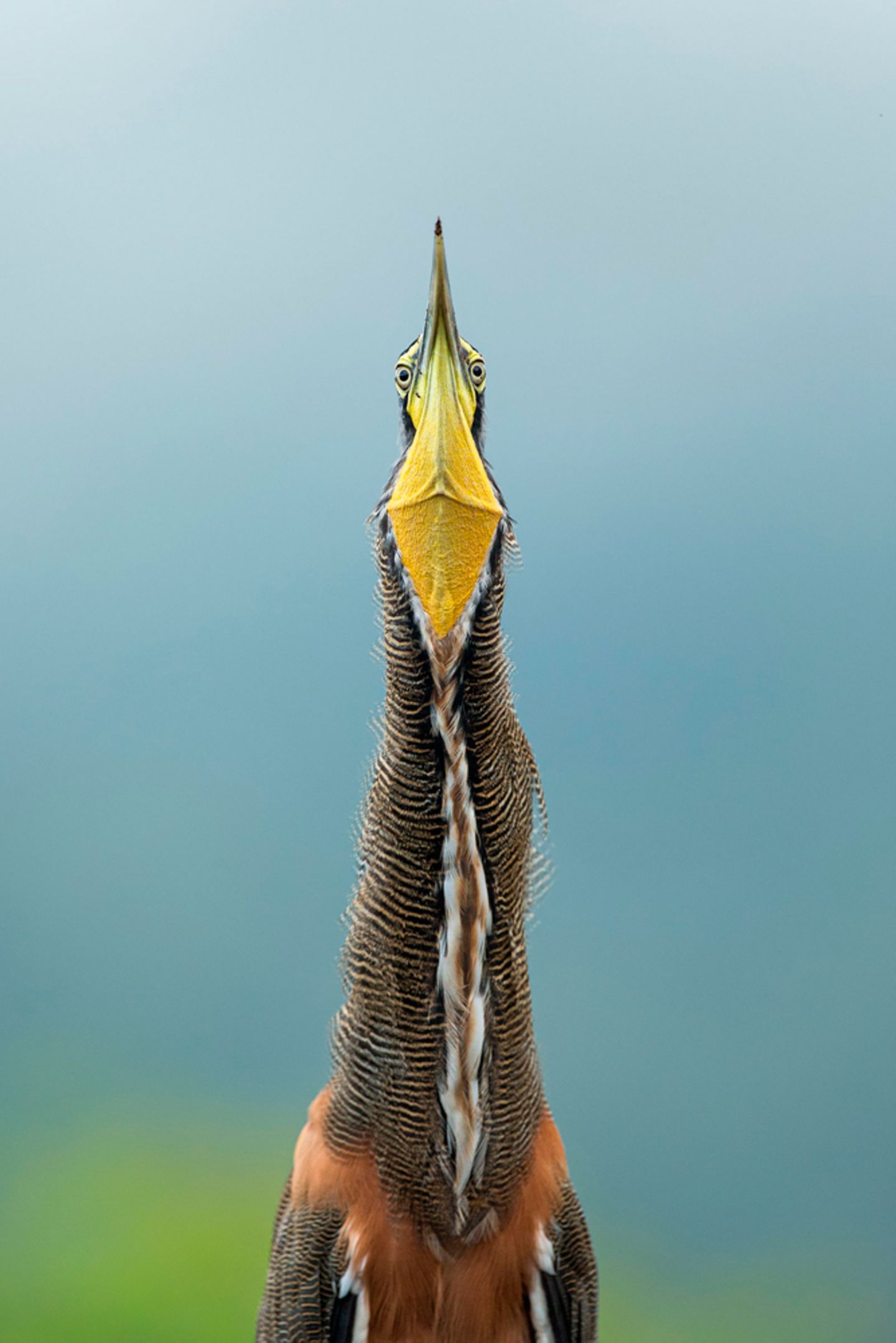 Nacktkehlreiher