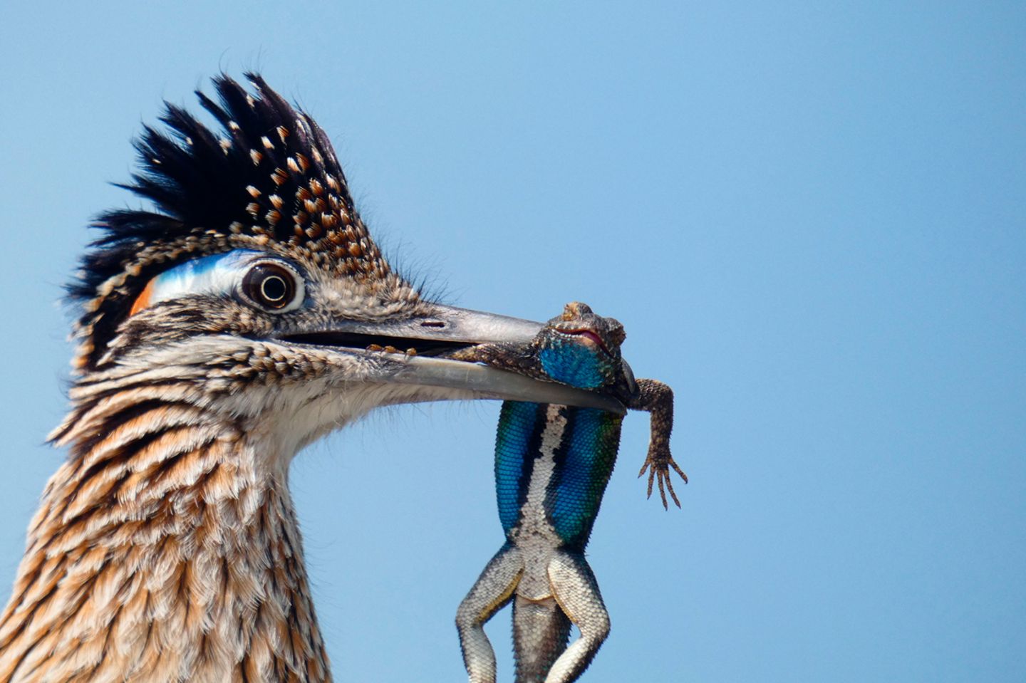 Wegekuckuck