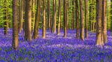 Hallerbos