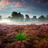 Hoge Kempen Nationalpark