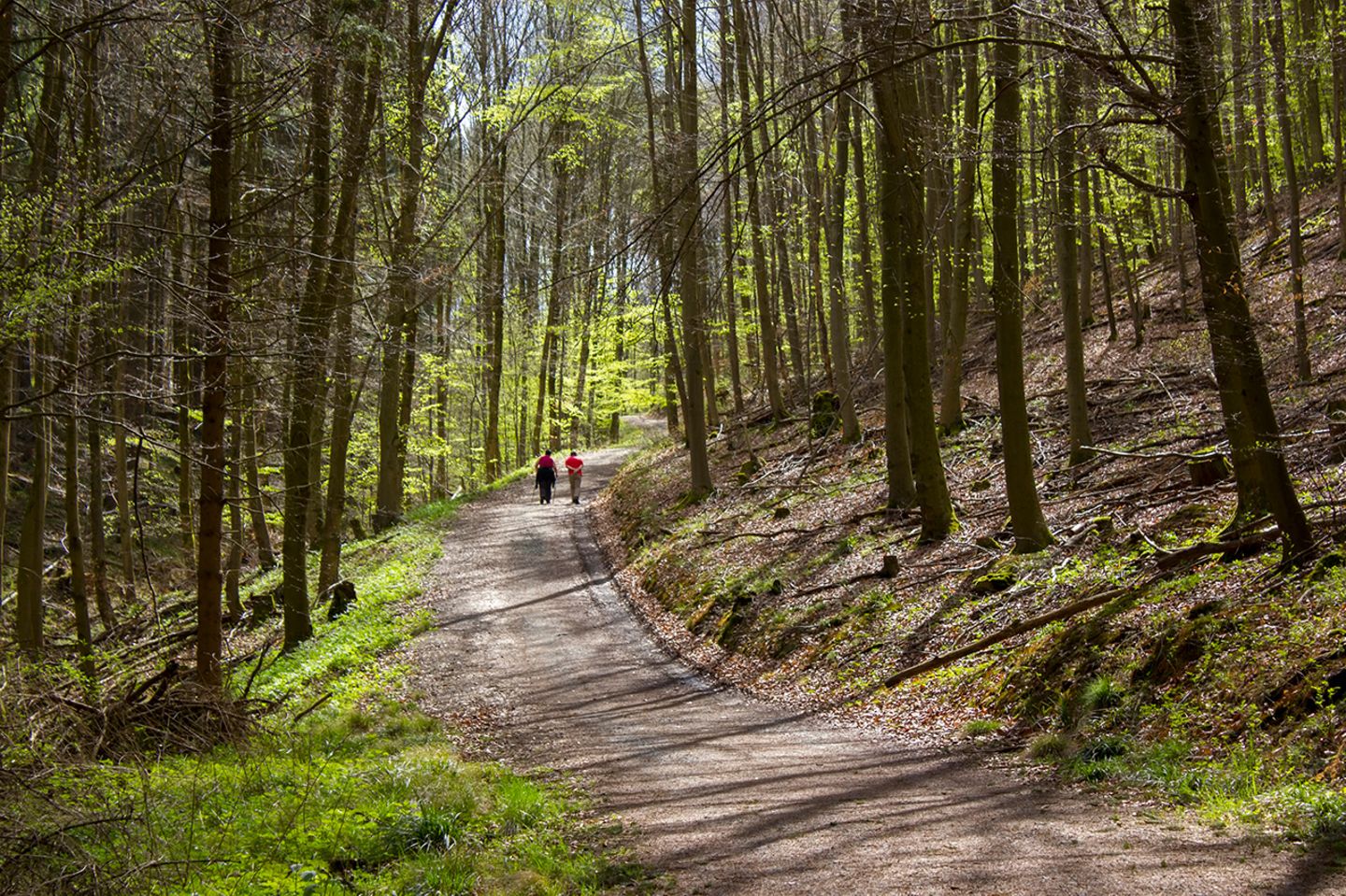 Siebengebirge: Zwischen Bäumen nach Burg Drachenfels