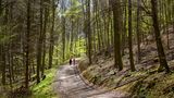 Siebengebirge: Zwischen Bäumen nach Burg Drachenfels