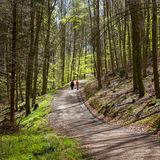 Siebengebirge: Zwischen Bäumen nach Burg Drachenfels