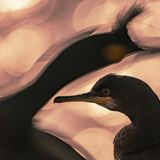 European Shag, Gulosus aristotelis