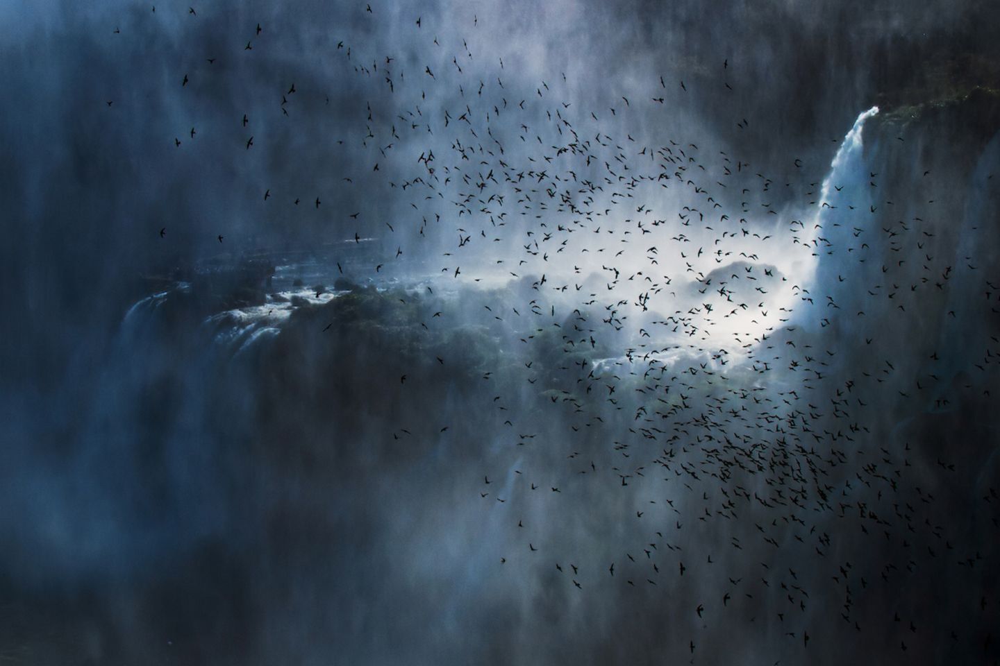 Kategorie: Vögel in der Umwelt Iguazú Falls, Misiones, Argentina.