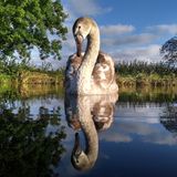 junger Höckerschwan