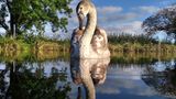 junger Höckerschwan