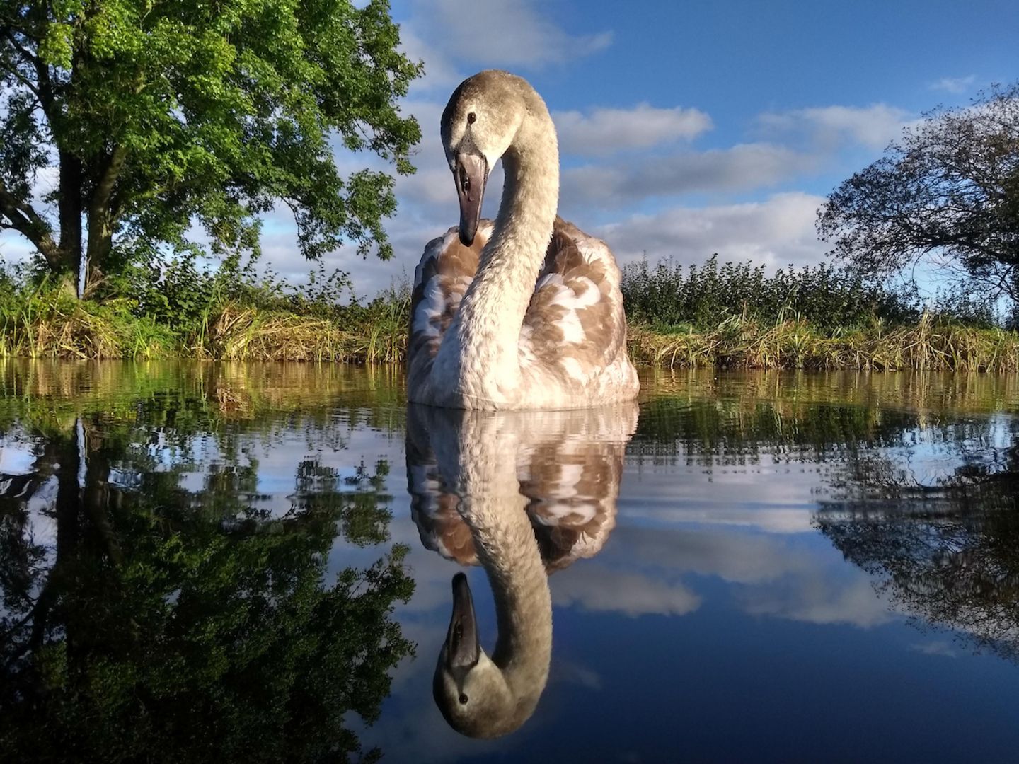 junger Höckerschwan