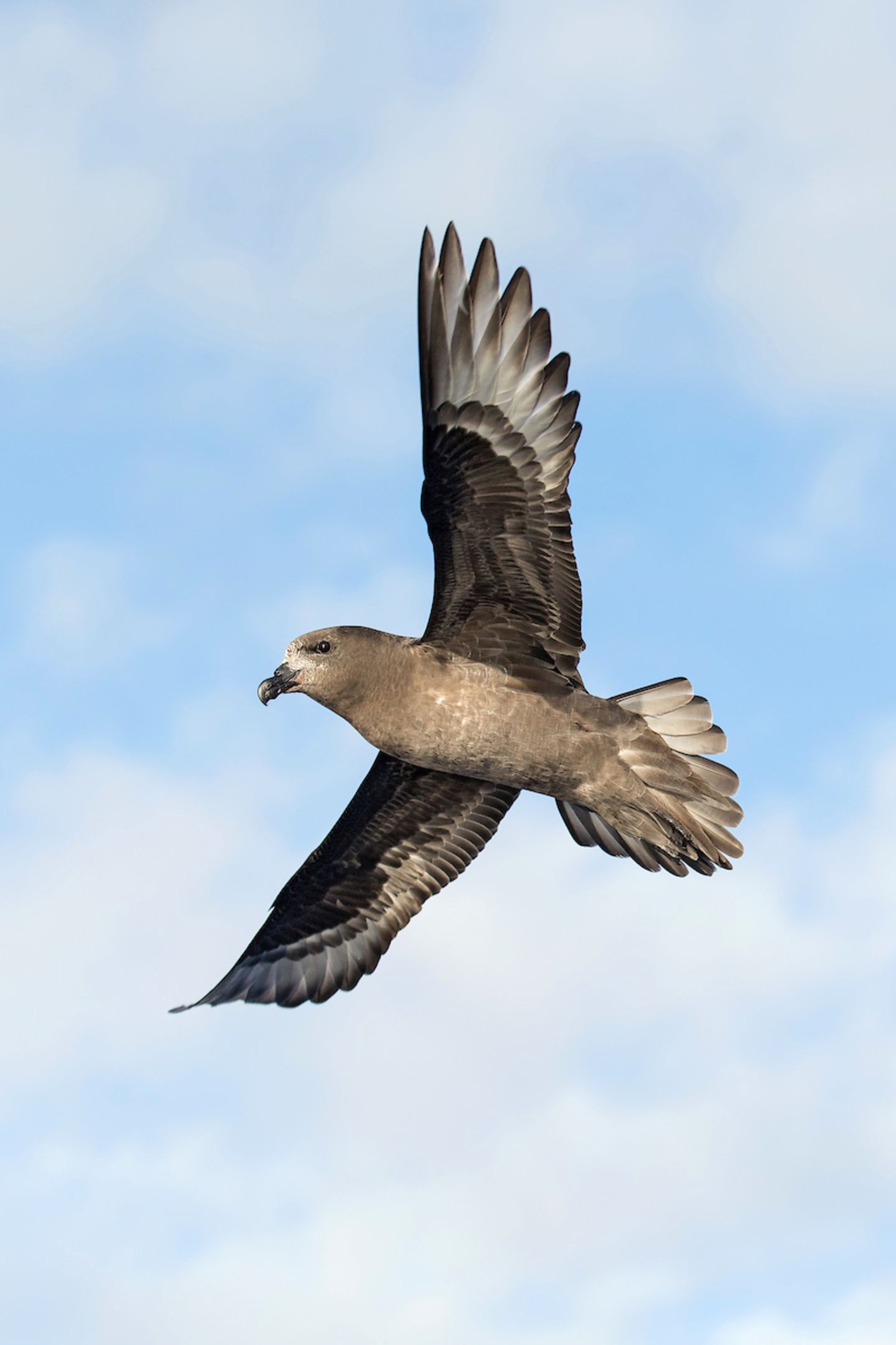 Kategorie: Inspirierende Begegnungen Solandersturmvogel