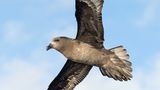 Solandersturmvogel