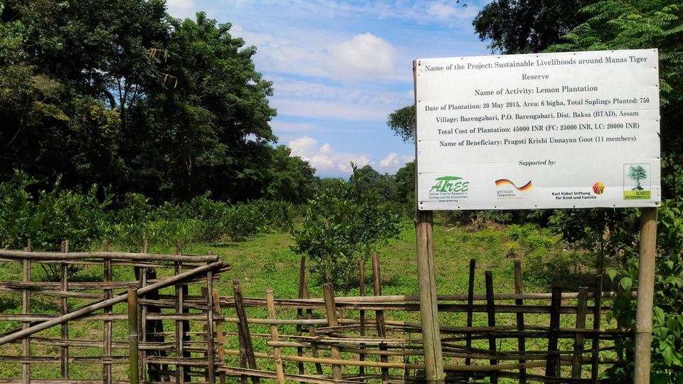 Indien: Zitronenbaum-Kultur beim Projektdorf Barengabari Indien: Zitronenbaum-Kultur beim Projektdorf Barengabari